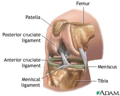 anterior cruciate ligament (ACL)